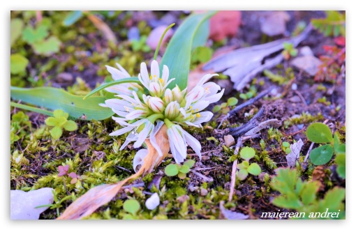 Flower HD wallpaper for Standard 4:3 Fullscreen UXGA XGA SVGA ; Wide 16:10 Widescreen WHXGA WQXGA WUXGA WXGA ; HD 16:9 High Definition WQHD QWXGA 1080p 900p 720p QHD nHD ; Mobile VGA iPad - VGA QVGA Smartphone ( PocketPC GPS iPod Zune BlackBerry HTC Samsung LG Nokia Eten Asus ) ;