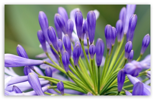 Flower In My Building wallpaper for Standard 4:3 Fullscreen UXGA XGA SVGA ; Wide 16:10 Widescreen WHXGA WQXGA WUXGA WXGA ; HD 16:9 High Definition WQHD QWXGA 1080p 900p 720p QHD nHD ; Other 3:2 DVGA HVGA HQVGA devices ( Apple PowerBook G4 iPhone 4 3G 3GS iPod Touch ) ; Mobile VGA iPhone iPad - VGA QVGA Smartphone ( PocketPC GPS iPod Zune BlackBerry HTC Samsung LG Nokia Eten Asus ) HVGA Smartphone ( Apple iPhone iPod BlackBerry HTC Samsung Nokia ) ;