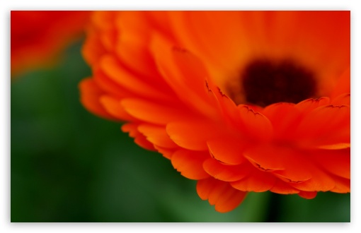 Flower Macro HD wallpaper for Wide 16:10 Widescreen WHXGA WQXGA WUXGA WXGA ;