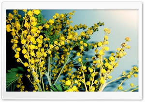 Flowers HD Wide Wallpaper for Widescreen