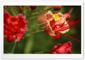 Flowers HD Wide Wallpaper for Widescreen