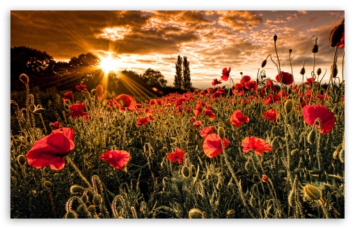 Flowers HD wallpaper for Standard 4:3 5:4 Fullscreen UXGA XGA SVGA QSXGA SXGA ; Wide 16:10 Widescreen WHXGA WQXGA WUXGA WXGA ; HD 16:9 High Definition WQHD QWXGA 1080p 900p 720p QHD nHD ; Mobile VGA iPad Phone - VGA QVGA Smartphone ( PocketPC GPS iPod Zune BlackBerry HTC Samsung LG Nokia Eten Asus ) ;