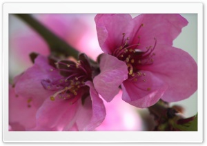 Flowers Blooming 3 HD Wide Wallpaper for Widescreen