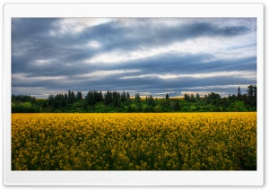 Flowers in the Field, New Zealand HD Wide Wallpaper for Widescreen