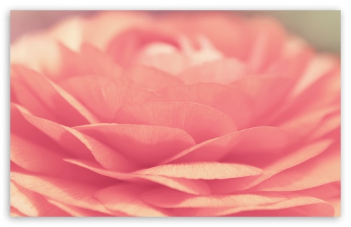 Flowers Macro HD wallpaper for Wide 16:10 Widescreen WHXGA WQXGA WUXGA WXGA ;