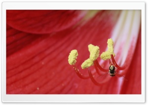 Fly HD Wide Wallpaper for Widescreen