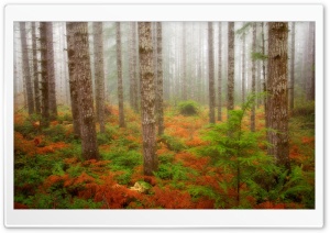Foggy Fall Forest Olympic National Forest Washington HD Wide Wallpaper for Widescreen