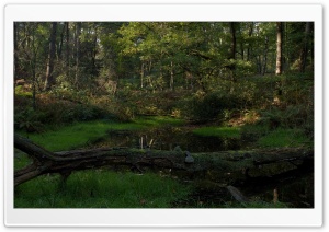 Forest 16 HD Wide Wallpaper for Widescreen