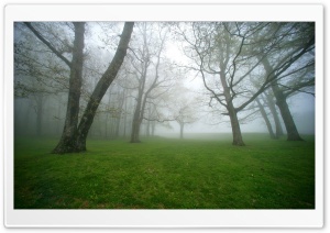 Forest 24 HD Wide Wallpaper for Widescreen
