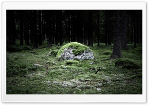 Forest 34 HD Wide Wallpaper for Widescreen