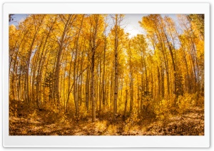 Forest Autumn 2 HD Wide Wallpaper for Widescreen