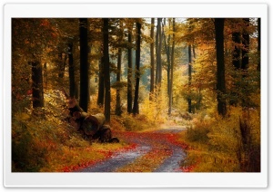 Forest Autumn wallpaper