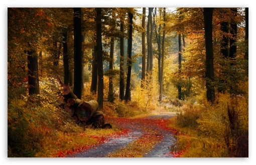 Forest Autumn HD wallpaper for Wide 16:10 Widescreen WHXGA WQXGA WUXGA WXGA ;