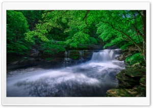Forest Creek 2 HD Wide Wallpaper for Widescreen