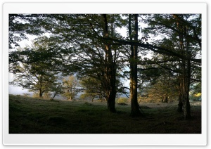 Forest Dual Monitor HD Wide Wallpaper for Widescreen