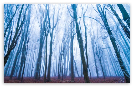 Forest Fog HD wallpaper for Wide 16:10 Widescreen WHXGA WQXGA WUXGA WXGA ;