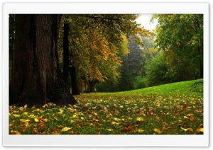 Forest In Autumn wallpaper
