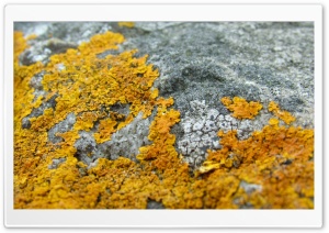 Forest Lichens HD Wide Wallpaper for Widescreen