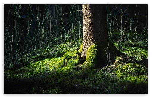 Forest Moss HD wallpaper for Standard 4:3 5:4 Fullscreen UXGA XGA SVGA QSXGA SXGA ; Wide 16:10 5:3 Widescreen WHXGA WQXGA WUXGA WXGA WGA ; HD 16:9 High Definition WQHD QWXGA 1080p 900p 720p QHD nHD ; Mobile VGA WVGA iPhone iPad PSP Phone - VGA QVGA Smartphone ( PocketPC GPS iPod Zune BlackBerry HTC Samsung LG Nokia Eten Asus ) WVGA WQVGA Smartphone ( HTC Samsung Sony Ericsson LG Vertu MIO ) HVGA Smartphone ( Apple iPhone iPod BlackBerry HTC Samsung Nokia ) Sony PSP Zune HD Zen ;