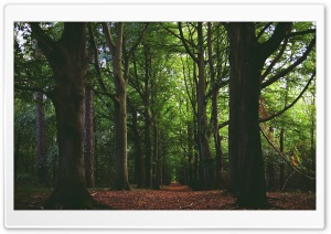 Forest Path HD Wide Wallpaper for Widescreen