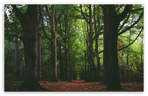 Forest Path HD wallpaper for Wide 16:10 Widescreen WHXGA WQXGA WUXGA WXGA ;