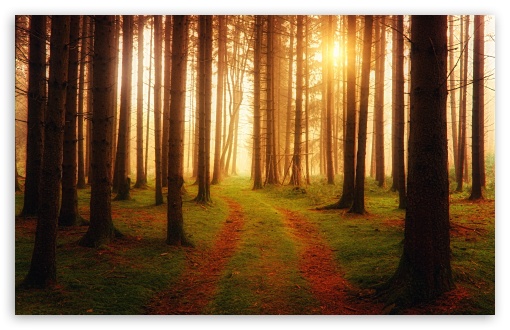 Forest Path HD wallpaper for Wide 16:10 Widescreen WHXGA WQXGA WUXGA WXGA ;