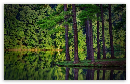 Forest Reflection HD wallpaper for Wide 16:10 Widescreen WHXGA WQXGA WUXGA WXGA ;
