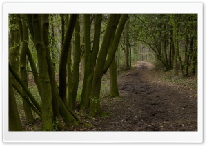 Forest Road 10 HD Wide Wallpaper for Widescreen