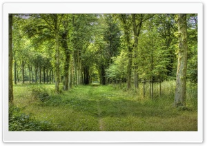 Forest Road 5 HD Wide Wallpaper for Widescreen