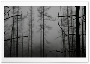 Forest Winter 8 HD Wide Wallpaper for Widescreen