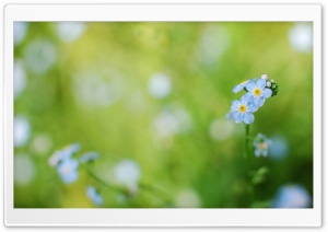 Forget-me-not HD Wide Wallpaper for Widescreen