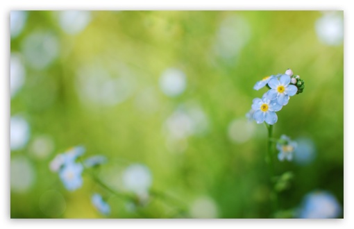 Forget-me-not HD wallpaper for Wide 16:10 Widescreen WHXGA WQXGA WUXGA WXGA ;