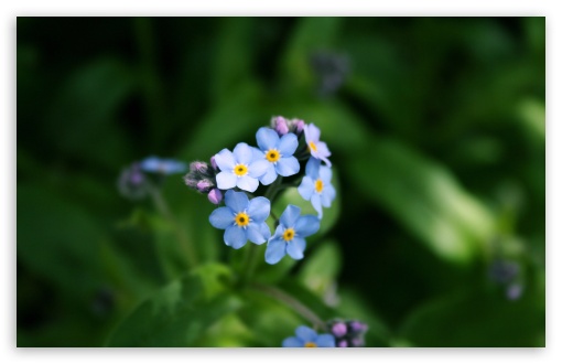 Forget-me-not Flower HD wallpaper for Wide 16:10 Widescreen WHXGA WQXGA WUXGA WXGA ;
