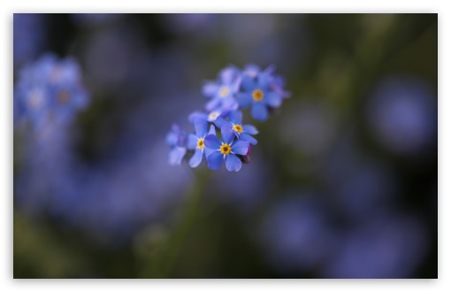 Forget-me-not Flowers Macro HD wallpaper for Wide 16:10 Widescreen WHXGA WQXGA WUXGA WXGA ;