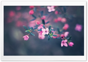 Four Petals Flower HD Wide Wallpaper for Widescreen