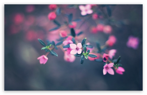 Four Petals Flower HD wallpaper for Wide 16:10 Widescreen WHXGA WQXGA WUXGA WXGA ;