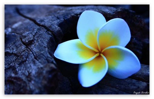 Frangipani HD wallpaper for Standard 4:3 5:4 Fullscreen UXGA XGA SVGA QSXGA SXGA ; Wide 16:10 5:3 Widescreen WHXGA WQXGA WUXGA WXGA WGA ; HD 16:9 High Definition WQHD QWXGA 1080p 900p 720p QHD nHD ; Other 3:2 DVGA HVGA HQVGA devices ( Apple PowerBook G4 iPhone 4 3G 3GS iPod Touch ) ; Mobile VGA WVGA iPhone iPad PSP Phone - VGA QVGA Smartphone ( PocketPC GPS iPod Zune BlackBerry HTC Samsung LG Nokia Eten Asus ) WVGA WQVGA Smartphone ( HTC Samsung Sony Ericsson LG Vertu MIO ) HVGA Smartphone ( Apple iPhone iPod BlackBerry HTC Samsung Nokia ) Sony PSP Zune HD Zen ;