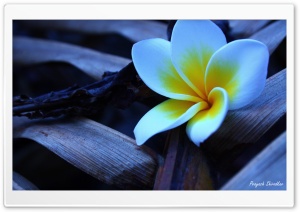 Frangipani In The Morning 1 HD Wide Wallpaper for Widescreen