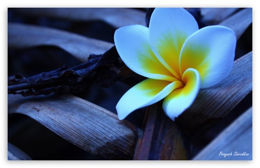 Frangipani In The Morning 1 HD wallpaper for Standard 4:3 5:4 Fullscreen UXGA XGA SVGA QSXGA SXGA ; Wide 16:10 5:3 Widescreen WHXGA WQXGA WUXGA WXGA WGA ; HD 16:9 High Definition WQHD QWXGA 1080p 900p 720p QHD nHD ; Other 3:2 DVGA HVGA HQVGA devices ( Apple PowerBook G4 iPhone 4 3G 3GS iPod Touch ) ; Mobile VGA WVGA iPhone iPad PSP Phone - VGA QVGA Smartphone ( PocketPC GPS iPod Zune BlackBerry HTC Samsung LG Nokia Eten Asus ) WVGA WQVGA Smartphone ( HTC Samsung Sony Ericsson LG Vertu MIO ) HVGA Smartphone ( Apple iPhone iPod BlackBerry HTC Samsung Nokia ) Sony PSP Zune HD Zen ;