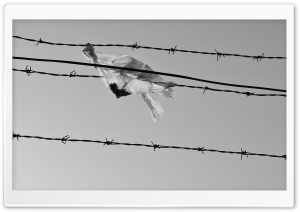 Freedom Isn't Free HD Wide Wallpaper for Widescreen