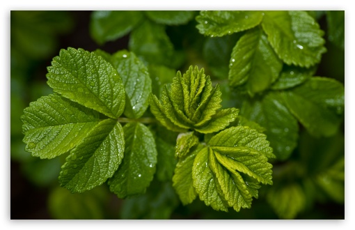 Fresh Green Leaves wallpaper for Wide 16:10 Widescreen WHXGA WQXGA WUXGA WXGA ;
