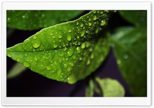 Fresh Leaf HD Wide Wallpaper for Widescreen
