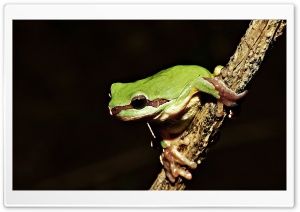 Frog On Branch HD Wide Wallpaper for Widescreen