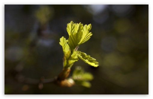 From tiny acorns... wallpaper for Wide 16:10 Widescreen WHXGA WQXGA WUXGA WXGA ;