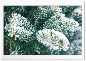 Frost, Christmas Tree HD Wide Wallpaper for Widescreen