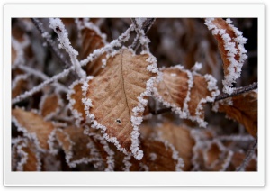 Frosted Leaves HD Wide Wallpaper for Widescreen