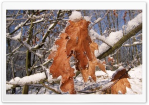 Frosted Tree HD Wide Wallpaper for Widescreen