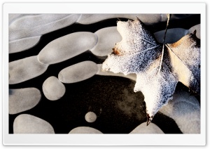 Frosty Leaf On Water HD Wide Wallpaper for Widescreen