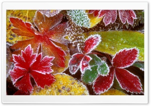 Frosty Leaves HD Wide Wallpaper for Widescreen