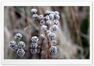 Frozen HD Wide Wallpaper for Widescreen